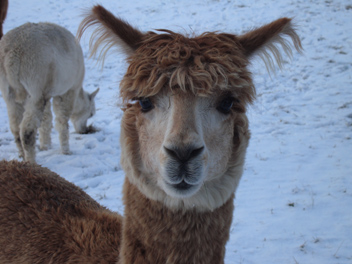 Alpaca In Snow